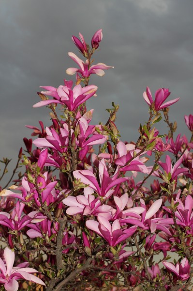 Magnolia liliiflora 2015 G1