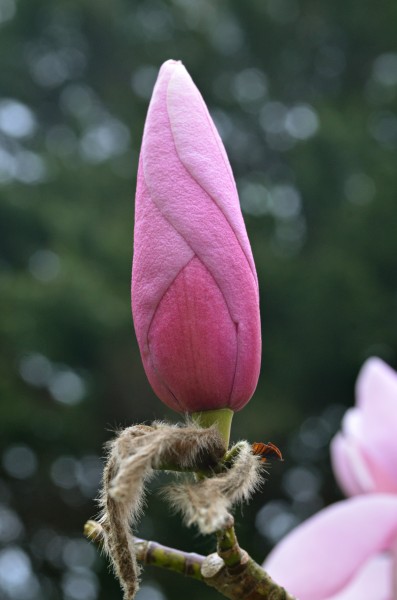 Magnolia sprengeri 'Diva' Bud 1