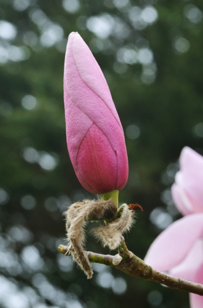 Magnolia sprengeri 'Diva' Bud 2