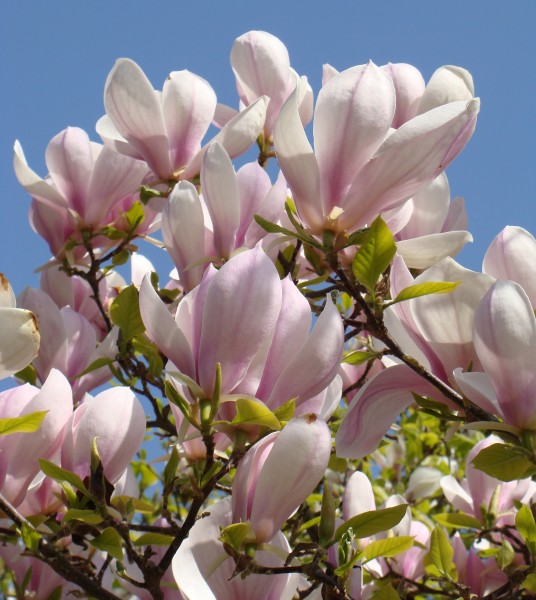 Magnoliali