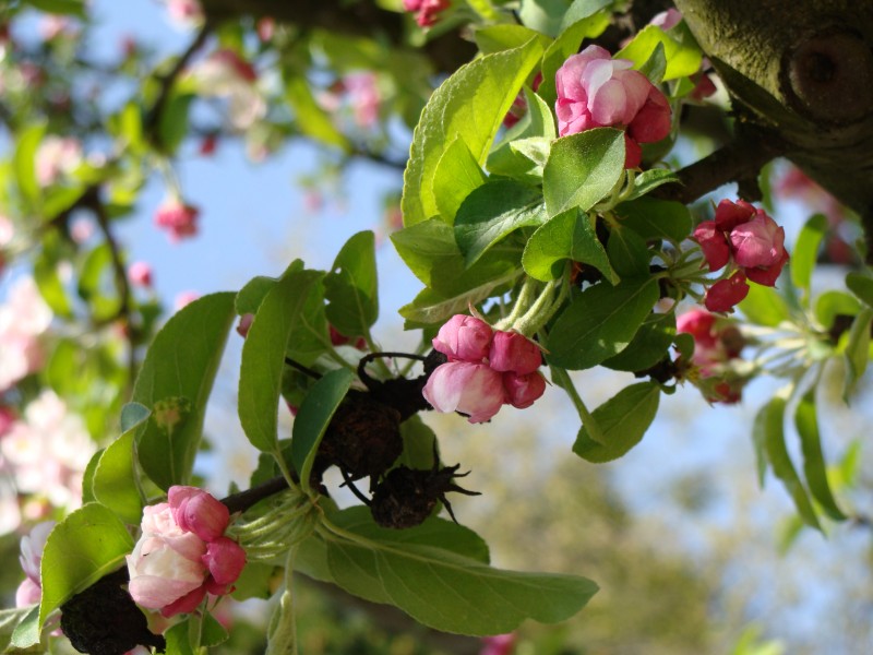 Malus4