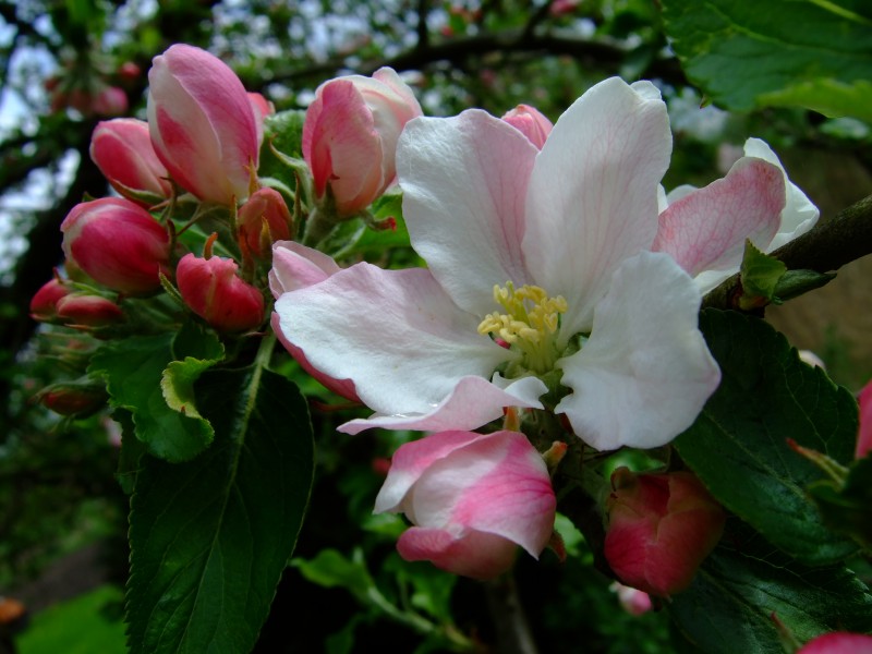 Malus domestica flores