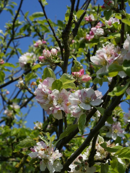 Malus sylvestris (inflorescence)