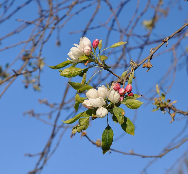 Malus toringo in the Jardin des Plantes of Paris 001