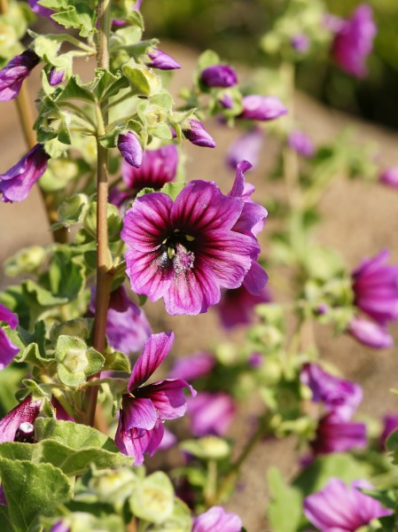 Malva dendromorpha (flowers)