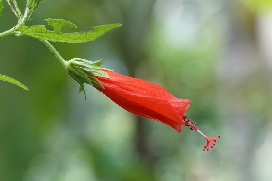 Malvaviscus aboreus 00231