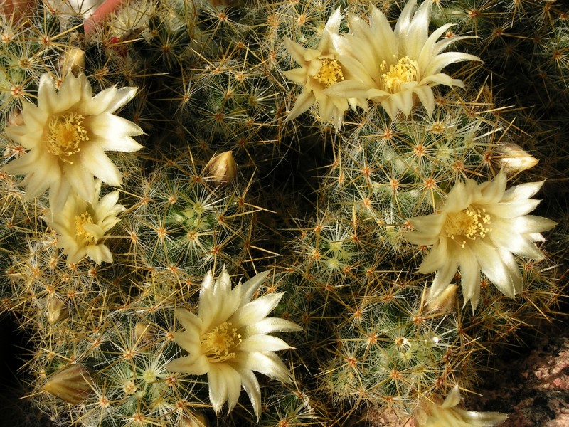 Mammillaria prolifera20100407 076