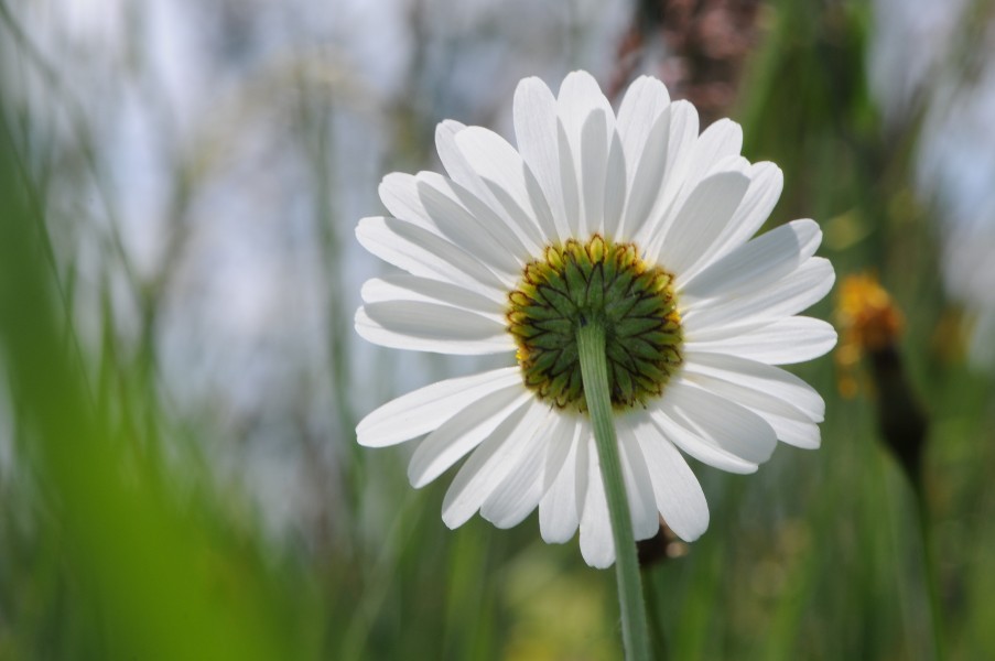 Margerite, Leucanthemum vulgare 07