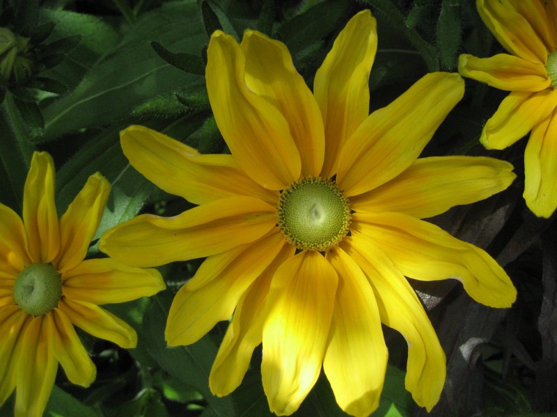 MargueriteJaune