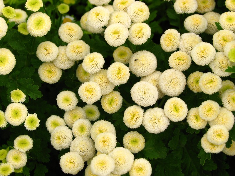 Matricaria eximia (cultivar) 02