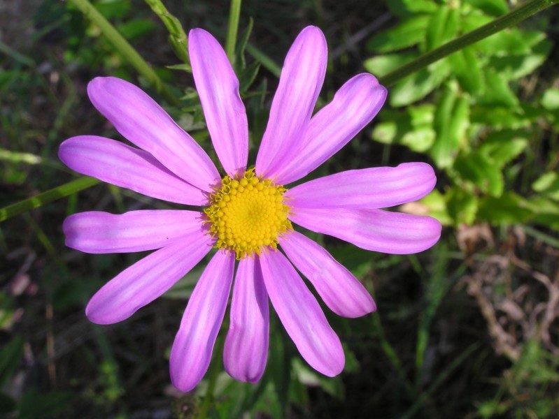 Mauve and yellow flower