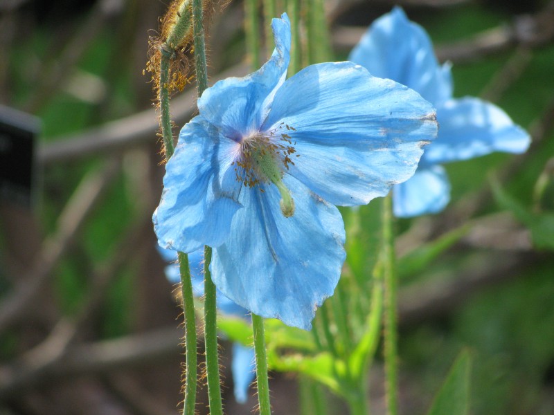 Meconopsis 'Slieve Donard', RBGE 2010, 3