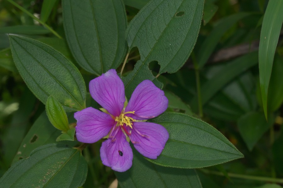 Melastoma malabathricum-Kadavoor-2016-06-15-001