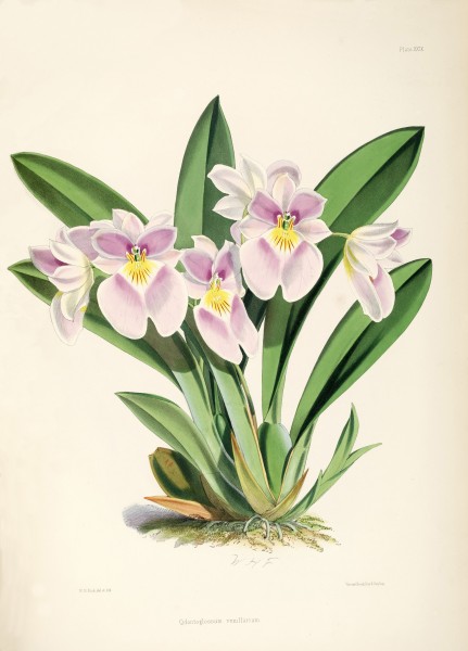 Miltoniopsis vexillaria (as Odontoglossum vexillarium) - pl. 29 - Bateman, Monogr.Odont