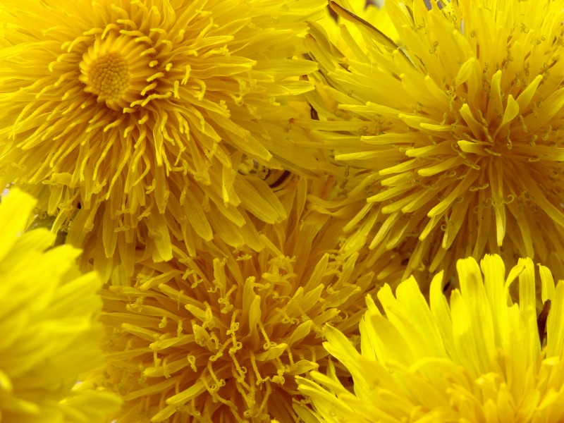 Mniszek (Taraxacum) 2