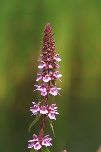 Moerasandoorn (Stachys palustris) in Nationaal Park De Alde Feanen, Locatie It Wikelslân 03