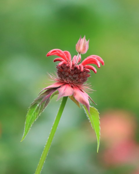 Monarda (bergamotplant)