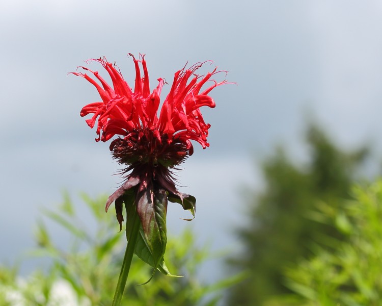 Monarda 'Jacob Cline'