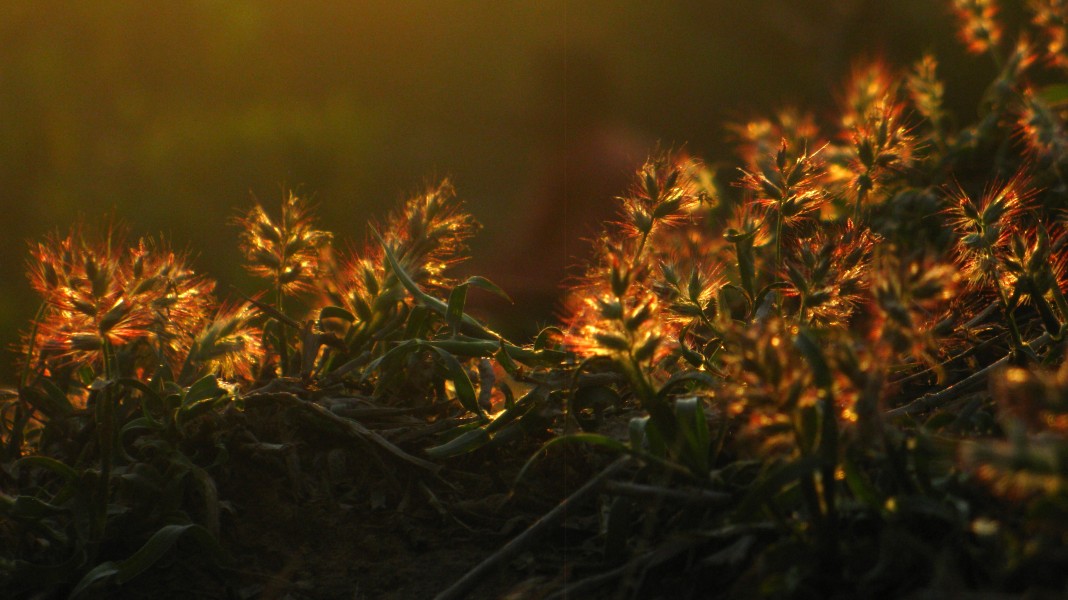 Moss Flowers