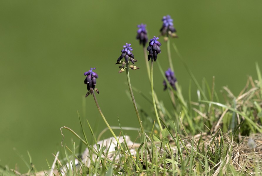 Muscari - Sümbül 02