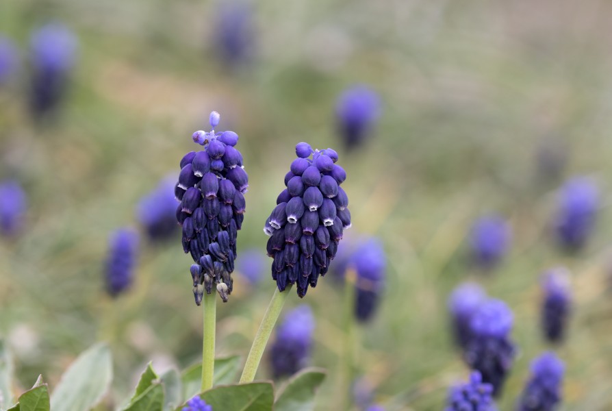 Muscari - Sümbül, Yeniköy 04