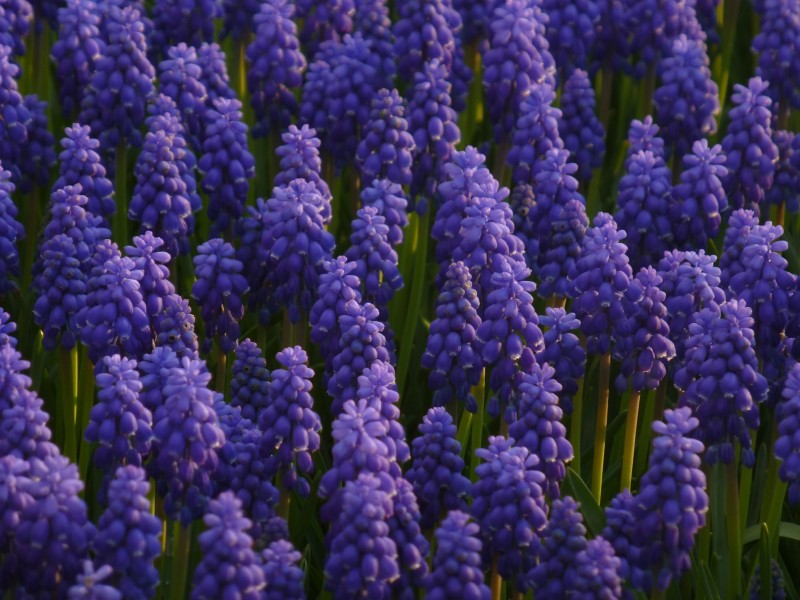Muscari 1290125