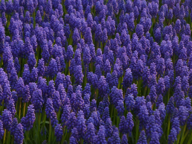 Muscari 1290131
