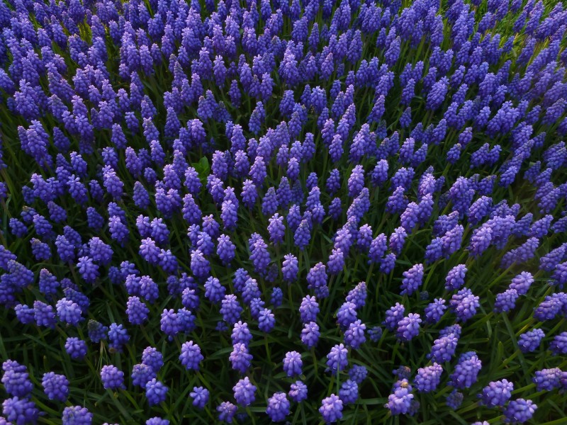 Muscari 1290191
