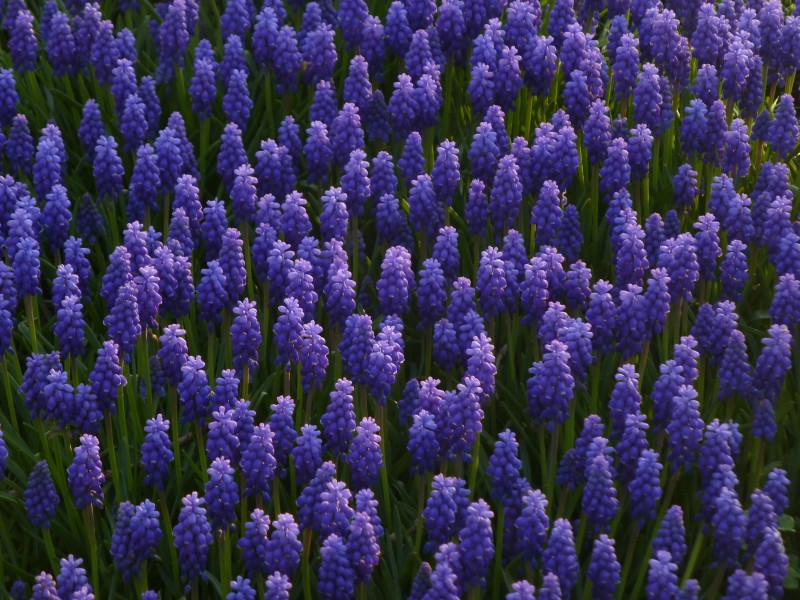 Muscari 1290251