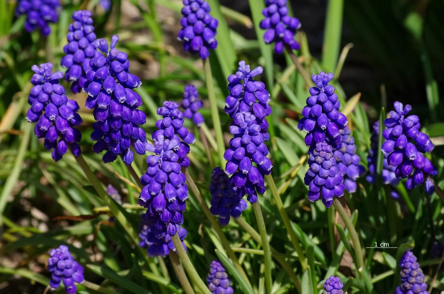 Muscari à grappe FR 2013