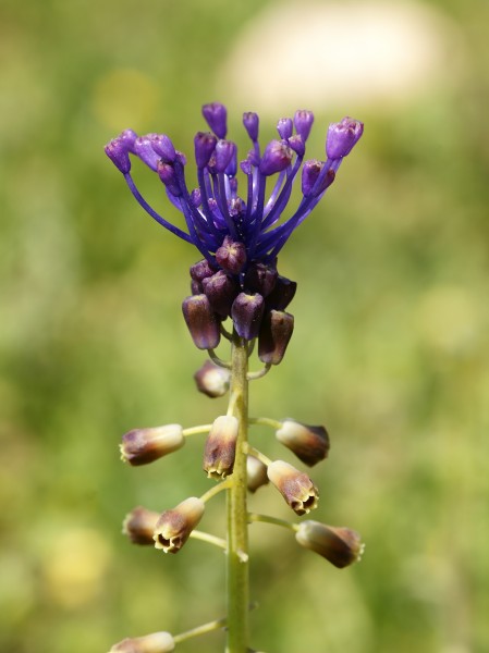 Muscari comosum (flowers)