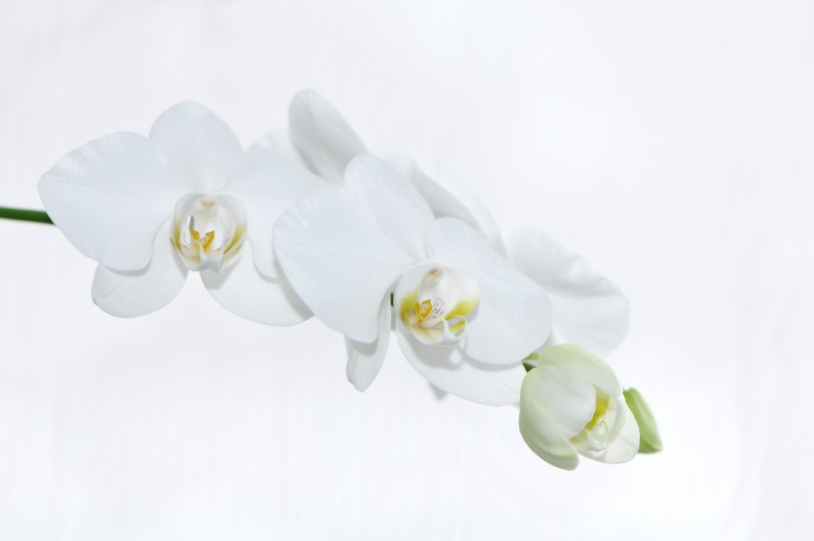 Nachtfalter Orchidee, Phalaenopsis 13