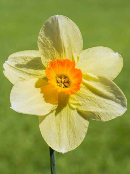 Narcis (Narcissus) d.j.b 01