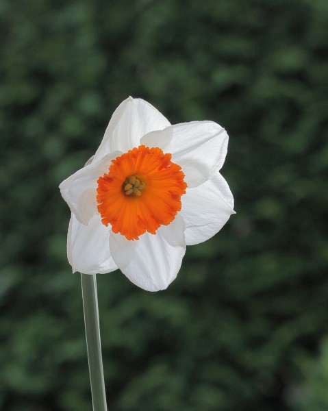 Narcis grootkronig (Narcissus) 04