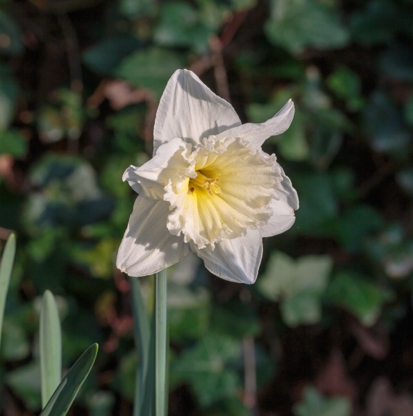Narcissus 'Ice Follies' 02