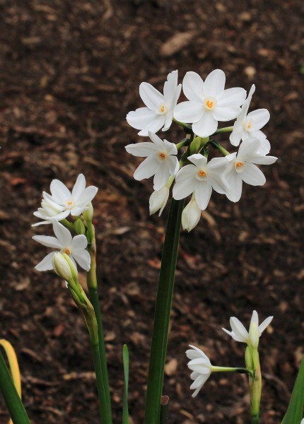 Narcissus papyraceus 'Paperwhite' 03