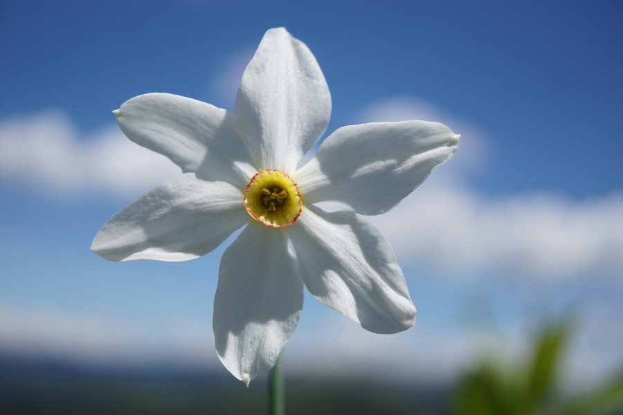 Narcissus radiiflorus (42780690571)