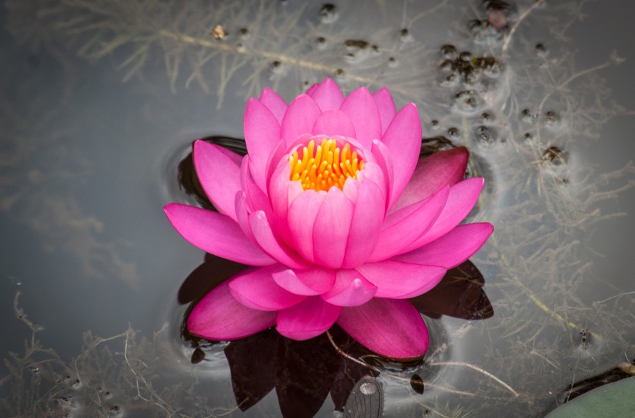 Nelumbo nucifera - Red Loto in Botanical Garden of São Paulo