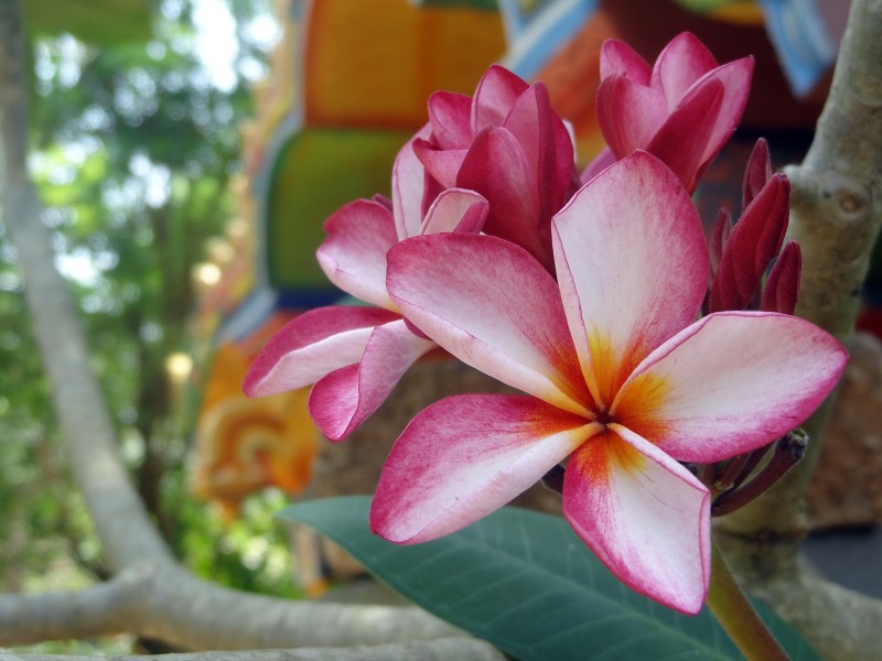 Nerium oleander flower in jaffna