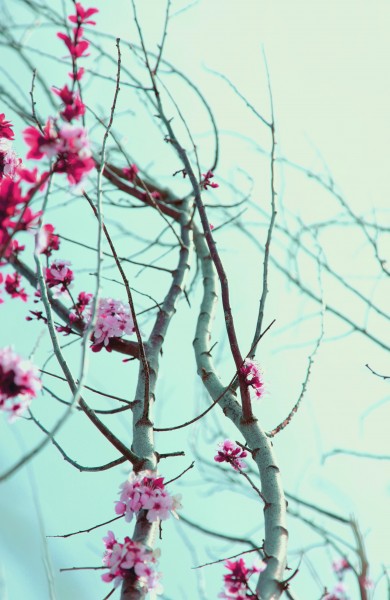 New Spring Love free Creative Commons (4536414738)