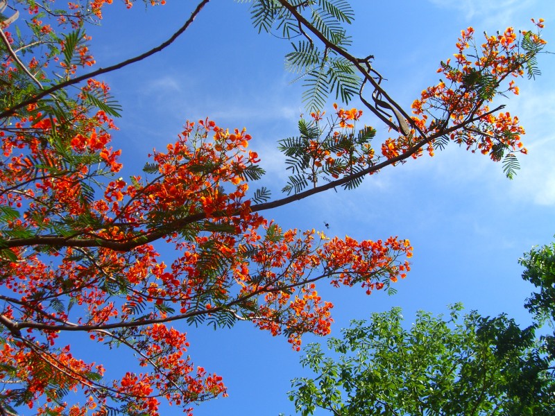 Nice flowers on a tree in the tiger temple