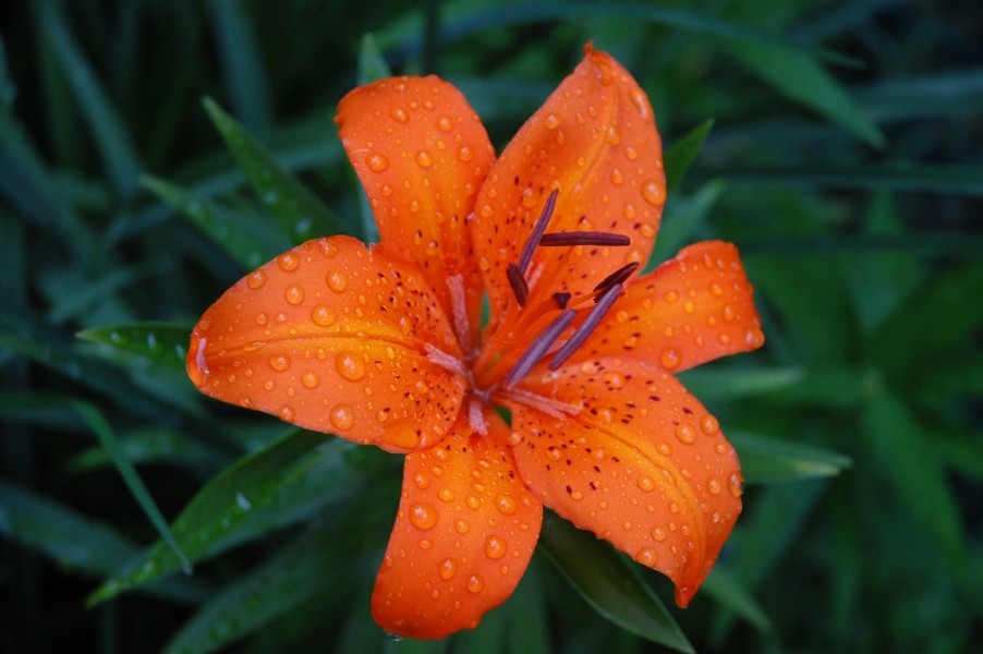 NLN Tiger Lily