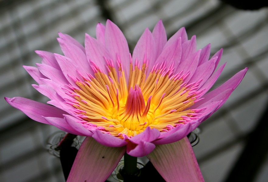 Nymphaea
