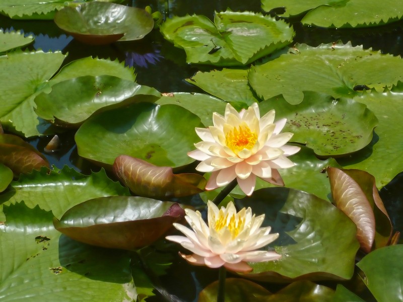 Nymphaea 'Innerlight'