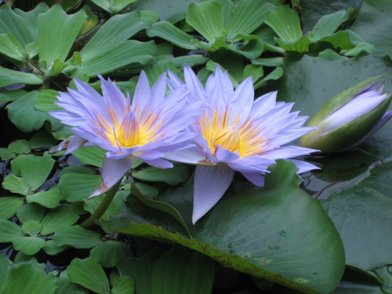Nymphaea 'Pamela', RBGE 2009, 3