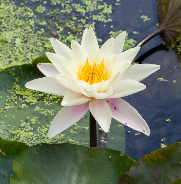 Nymphaea alba-Flower