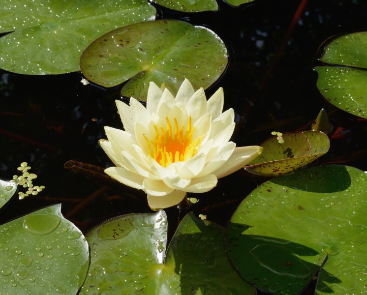 Nymphaea alba flower-and-leaves-DSC 3326w