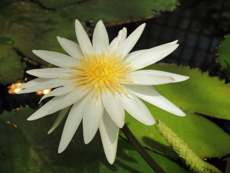 Nymphaea ampla-IMG 3481