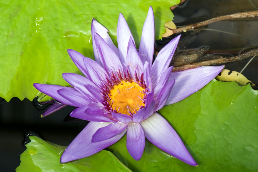 Nymphaea Caerulea Aug 2009