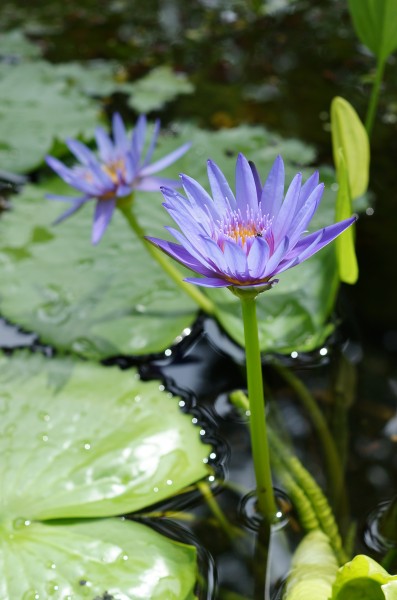 Nymphaea capensis 05